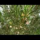 Slender Hop-bush
